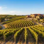 Napa Valley vineyard landscape with vacation rental property at golden hour, Sonoma wine country STR investment